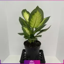 گلدان پلاستیکی با دیفن کاملیا (70 تا 75 سانتی) | انگور