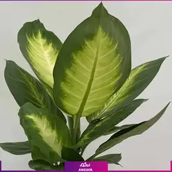 گلدان پلاستیکی با دیفن کاملیا (70 تا 75 سانتی) | انگور