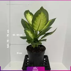 گلدان پلاستیکی با دیفن کاملیا (70 تا 75 سانتی) | انگور