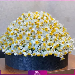 خرید آنلاین باکس گل نرگس 200 شاخه‌ای | سفارش آنلاین سایت انگور