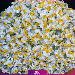 خرید آنلاین باکس گل نرگس 200 شاخه‌ای | سفارش آنلاین سایت انگور