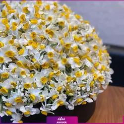 خرید آنلاین باکس گل نرگس 200 شاخه‌ای | سفارش آنلاین سایت انگور
