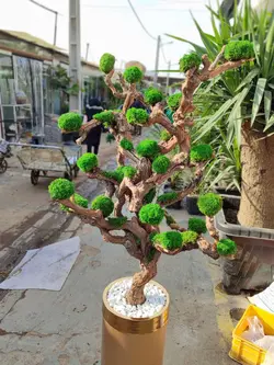 خرید آنلاین گلدان هدیه فایبرگلاس با درخت جاویدان | مرکز گل و گیاه انگور