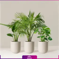 خرید گل پرنده بهشتی (استرلیتزیا) مستقیم از گلخانه | انگور بزرگترین مرکز گل و گیاه ایران