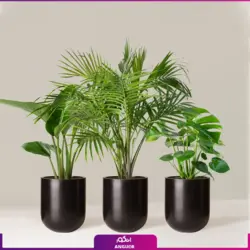 خرید گل پرنده بهشتی (استرلیتزیا) مستقیم از گلخانه | انگور بزرگترین مرکز گل و گیاه ایران