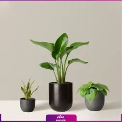 خرید گل پرنده بهشتی (استرلیتزیا) مستقیم از گلخانه | انگور بزرگترین مرکز گل و گیاه ایران