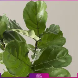 خرید گل پرنده بهشتی (استرلیتزیا) مستقیم از گلخانه | انگور بزرگترین مرکز گل و گیاه ایران