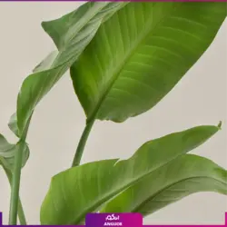 خرید گل پرنده بهشتی (استرلیتزیا) مستقیم از گلخانه | انگور بزرگترین مرکز گل و گیاه ایران