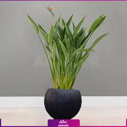 خرید گل پرنده بهشتی (استرلیتزیا) مستقیم از گلخانه | انگور بزرگترین مرکز گل و گیاه ایران