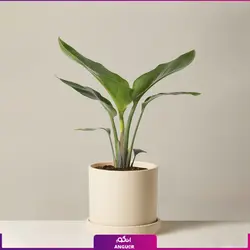 خرید گل پرنده بهشتی (استرلیتزیا) مستقیم از گلخانه | انگور بزرگترین مرکز گل و گیاه ایران