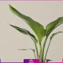 خرید گل پرنده بهشتی (استرلیتزیا) مستقیم از گلخانه | انگور بزرگترین مرکز گل و گیاه ایران