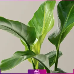 خرید گل پرنده بهشتی (استرلیتزیا) مستقیم از گلخانه | انگور بزرگترین مرکز گل و گیاه ایران