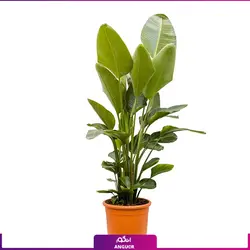 خرید گیاه استرلیتزیا سایز بزرگ 2 متری (پرنده بهشتی) به همراه گلدان + ارسال رایگان