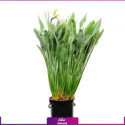 خرید گیاه استرلیتزیا سایز بزرگ 2 متری (پرنده بهشتی) به همراه گلدان + ارسال رایگان