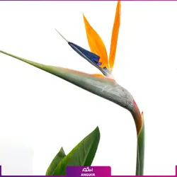 خرید گیاه استرلیتزیا سایز بزرگ 2 متری (پرنده بهشتی) به همراه گلدان + ارسال رایگان