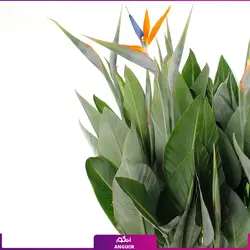 خرید گیاه استرلیتزیا سایز بزرگ 2 متری (پرنده بهشتی) به همراه گلدان + ارسال رایگان