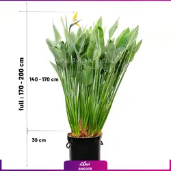 خرید گیاه استرلیتزیا سایز بزرگ 2 متری (پرنده بهشتی) به همراه گلدان + ارسال رایگان