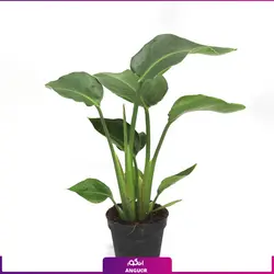 خرید گیاه استرلیتزیا سایز بزرگ 2 متری (پرنده بهشتی) به همراه گلدان + ارسال رایگان