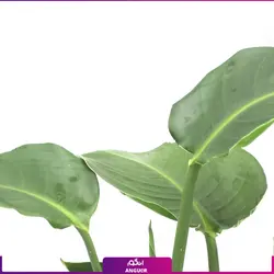 خرید گیاه استرلیتزیا سایز بزرگ 2 متری (پرنده بهشتی) به همراه گلدان + ارسال رایگان