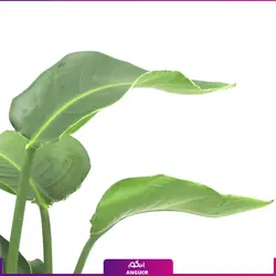 خرید گیاه استرلیتزیا سایز بزرگ 2 متری (پرنده بهشتی) به همراه گلدان + ارسال رایگان