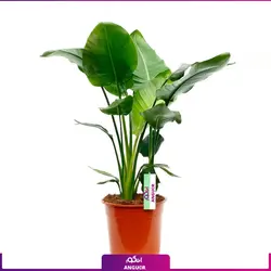 خرید گیاه استرلیتزیا سایز بزرگ 2 متری (پرنده بهشتی) به همراه گلدان + ارسال رایگان