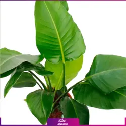 خرید گیاه استرلیتزیا سایز بزرگ 2 متری (پرنده بهشتی) به همراه گلدان + ارسال رایگان