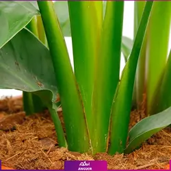 خرید گیاه استرلیتزیا سایز بزرگ 2 متری (پرنده بهشتی) به همراه گلدان + ارسال رایگان