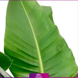 خرید گیاه استرلیتزیا سایز بزرگ 2 متری (پرنده بهشتی) به همراه گلدان + ارسال رایگان