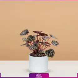 خرید گلدان پپرومیا چروک | از سایت انگور مرکز گل و گیاه