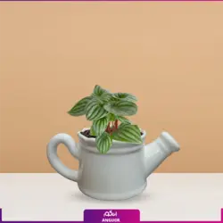 خرید گلدان پپرومیا هندوانه ای| از سایت انگور مرکز گل و گیاه