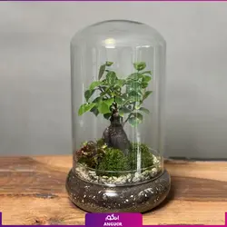 خرید آنلاین تراریوم آمازون سوپر سایز | سایت گلفروشی آنلاین