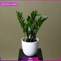 گلدان زاموفیلیا | انگور