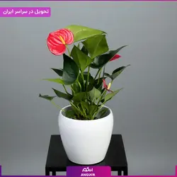 گلدان آنتوریوم | انگور