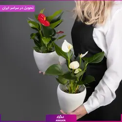گلدان آنتوریوم | انگور