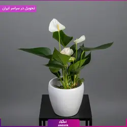 گلدان آنتوریوم | انگور