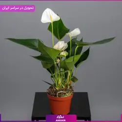 گلدان آنتوریوم | انگور