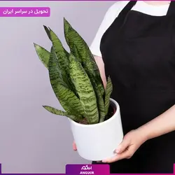 گلدان سانسوریا سبز | انگور