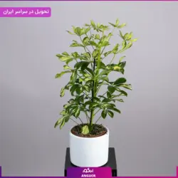 گلدان شفلرا | انگور