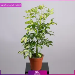 گلدان شفلرا | انگور