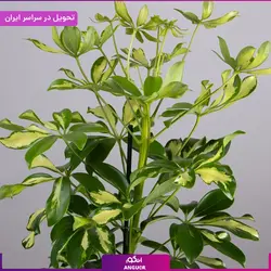 گلدان شفلرا | انگور