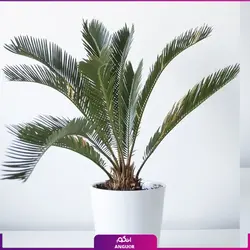 خرید گلدان گیاه نخل سیکاس بسیار زیبا و VIP | انگور مرکز گل و گیاه