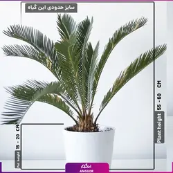 خرید گلدان گیاه نخل سیکاس بسیار زیبا و VIP | انگور مرکز گل و گیاه