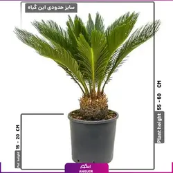 خرید گلدان گیاه نخل سیکاس بسیار زیبا و VIP | انگور مرکز گل و گیاه
