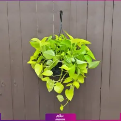 گیاه آپارتمانی پتوس سفید (مرمر) به صورت اینترنتی همراه با آموزش نگهداری | سایت انگور