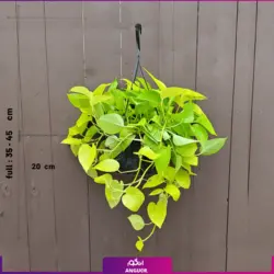 گیاه آپارتمانی پتوس سفید (مرمر) به صورت اینترنتی همراه با آموزش نگهداری | سایت انگور