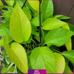 گیاه آپارتمانی پتوس سفید (مرمر) به صورت اینترنتی همراه با آموزش نگهداری | سایت انگور