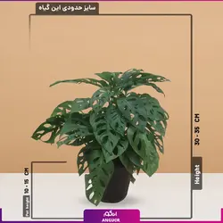 خرید پتوس برگ پهن ابلق | از سایت انگور مرکز گل و گیاه