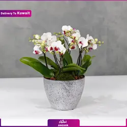 گلدان ارکیده (تحویل در کویت) | انگور