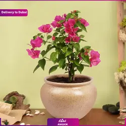 کاپ کیک سال نو مبارک 10 عددی (تحویل در امارات ) | انگور