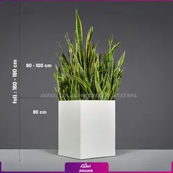 خرید اینترنتی گلدان آپارتمانی سانسوریا سایز بزرگ و لوس | انگور مرکز گل و گیاه در ایران